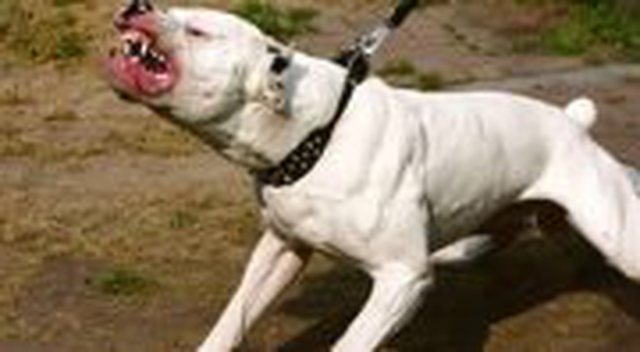Dy qen “pitbull” bëjnë për spital gruan në Tiranë, arrestohet pronari