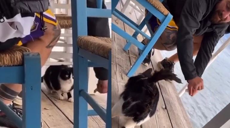 Shkelmoi dhe më pas hodhi macen në det, zbardhet dëshmia e shqiptarit në polici: Ja e vërteta! Si u identifikua i riu përmes tatuazhit