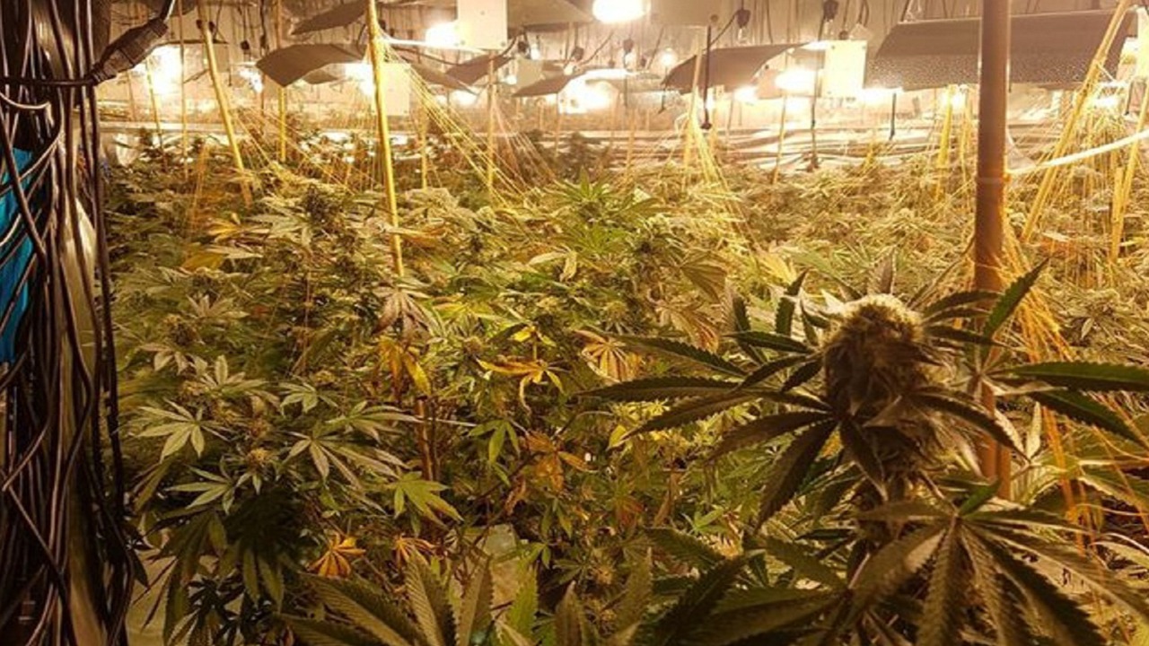 Zbulohet ‘shtëpi bari’ në Koplik, kultivonin drogë në laborator me llamba! Sekuestrohet 22 kg lëndë narkotike dhe 700 rrënjë kanabis