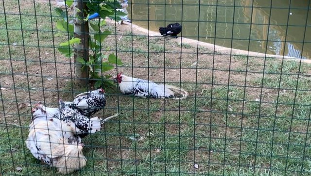 Kopsht zoologjik apo fermë? 7 milionë euro për të parë pula, rosa dhe gomerë