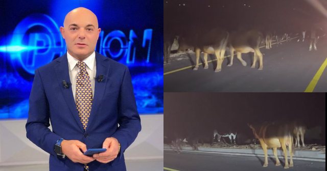 I bllokojnë rrugën lopët, Blendi Fevziu: Ky bari nuk ka ndryshim nga një vrasës