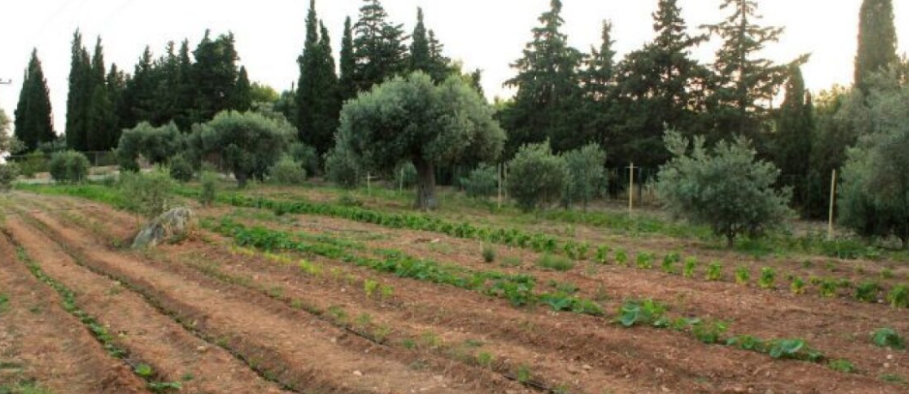 43-vjeçarja i ngul thikën të dashurit në zemër teksa po kryenin marrëdhënie s*ksuale në një arë