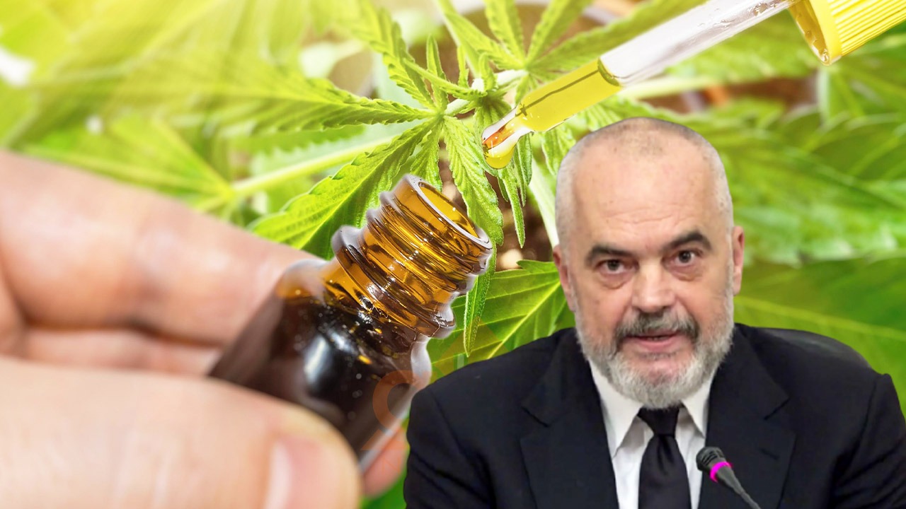 Nga janari “Republikë Hashashi”, ja si do ndajë Rama lejet për fermerët e kanabisit