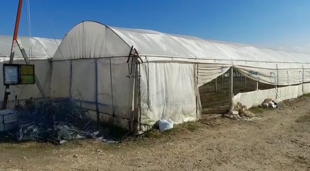 Si u trajnuan gratë e Kamzës për përpunimin e hashashit, pse sot i kërkojnë të gjithë bosët nga Shqipëria deri në Amerikën Latine si mjeshtre për të kaluar në dorë ‘barin’
