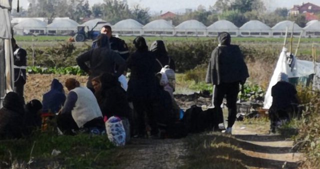 Rrëfimi i grave të fermës me kanabis në Berat: Na morën për të vjelur ullinj, pazari ishte i mirë