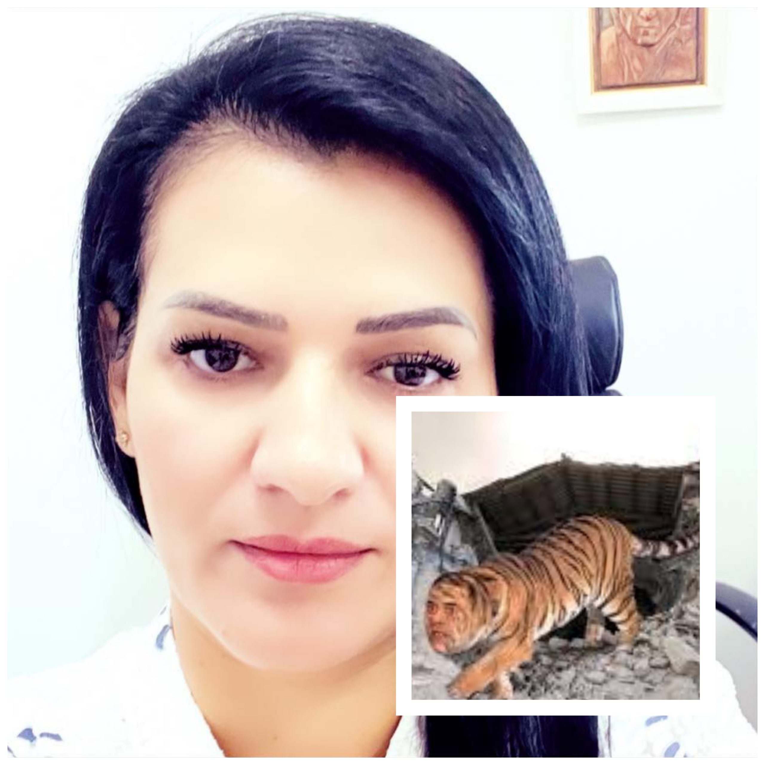 Alda Klosi (me rrogë 800 mijë lekë) kontratë për ndërtimin e 2 pallateve. A mbulonte pararë e korrupsionit të Tigrit?