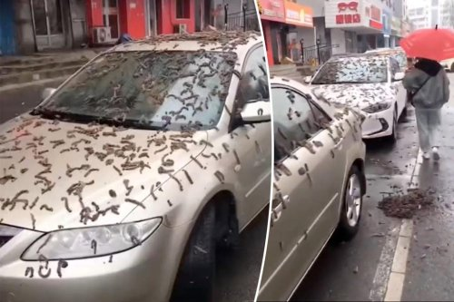 Shiu i krimbave mbush me insekte të gjalla makinat e trotuaret në Kinë
