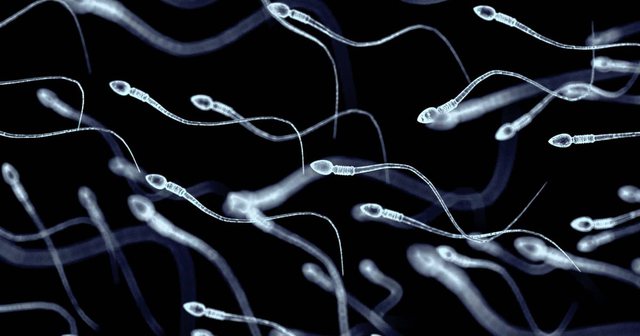 Shumë gra në Europë po i drejtohen spermës daneze për të mbetur shtatzënë. Ja pse