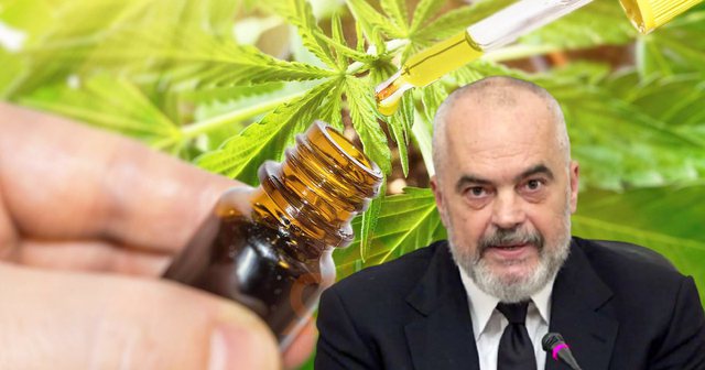 Legalizimi i KANABISIT, cilat janë kushtet për të marrë LICENCËN dhe sa sipërfaqe do lejohet të mbillet