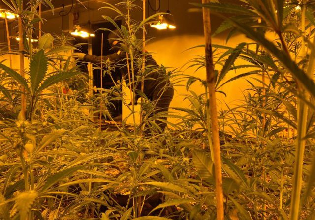 Çmontohet plantacioni i mariijuanës, arrestohen tre shqiptarë në Spanjë