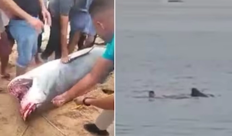 Çfarë u gjet në barkun e peshkaqenit, që e shqeu turistin 23-vjeçar në Egjipt