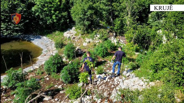 “Territor i pastër”/ Asgjësohen 875 bimë kanabisi në një fshat të Krujës, “të zotët” të panjohur