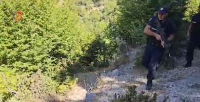 Tiranë, asgjësohen 125 rrënjë kanabis në Zall Herr, ishin mbjellë në një repart ushtarak