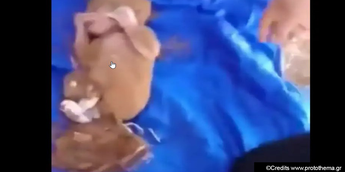 VIDEO/ E porsalindura gjendet e gjallë nën rrënoja në Marok