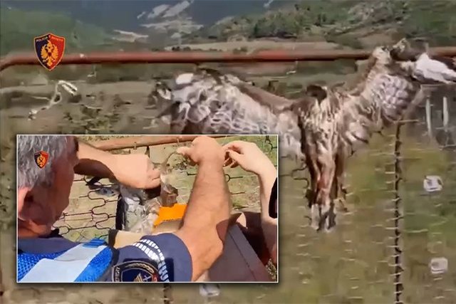 Kryqëzoi dhe vrau në mënyrë makabre shqiponjën, në pranga 35-vjeçari në Përmet, në shtëpi iu gjetën dy sorkadhe