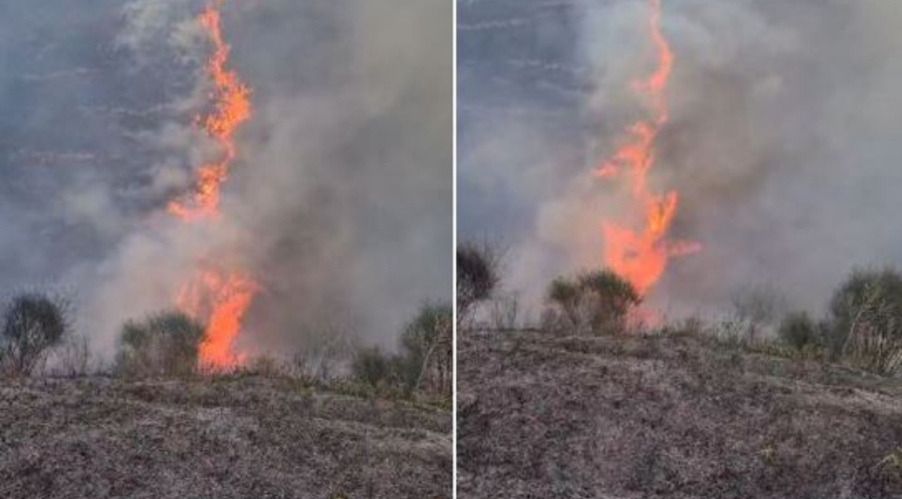 Lushnjë/ Përfshihet nga flakët sipërfaqja me ullishte në fshatin Dushk