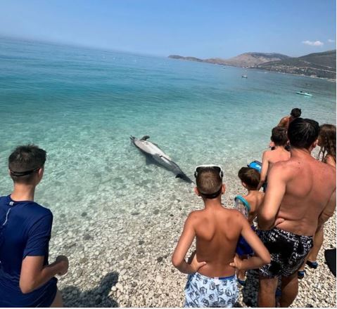 FOTO/ Delfini del i ngordhur në breg të Borshit