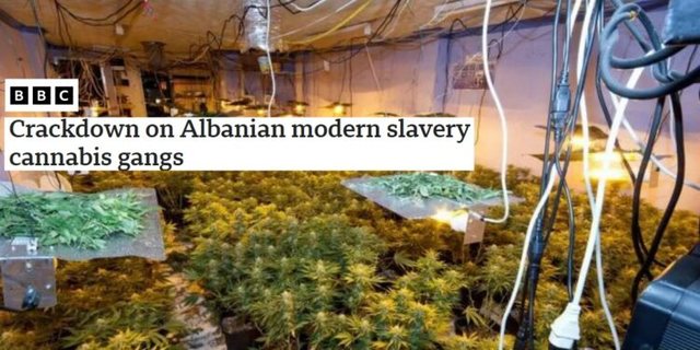 “Kriminelët shqiptarë në Britani skllavërojnë njerëz në shtëpi bari, shkojnë në Shqipëri me makina e rroba luksoze dhe mburren”