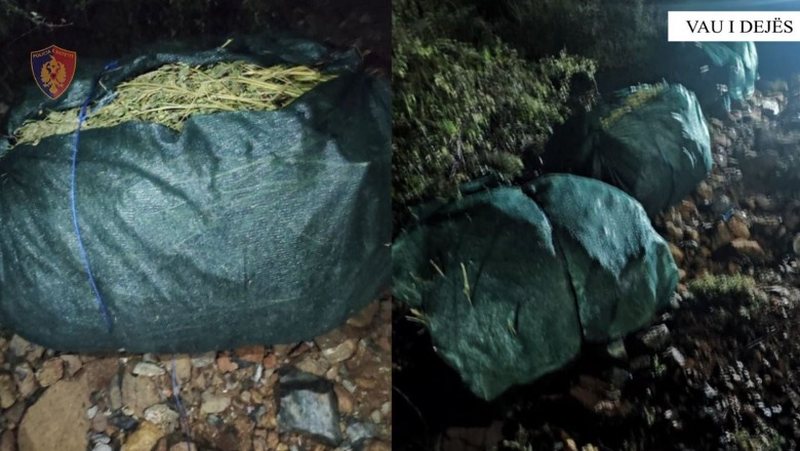 Kontrolle në Vaun e Dejës, zbulohen 120 kilogram kanabis te “Shpati i malit”