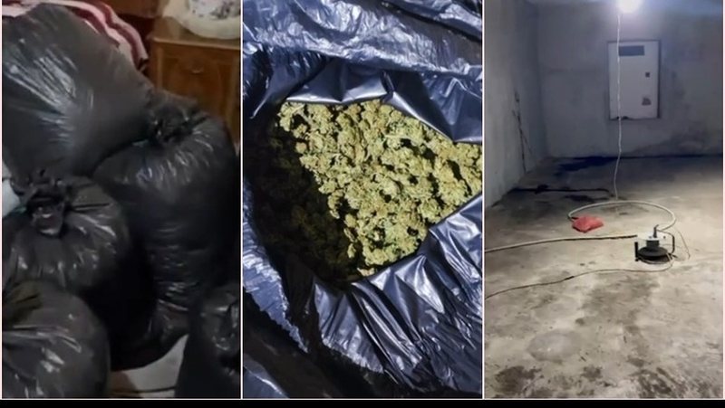 Zbulohet ‘shtëpi bari’ në Vaun e Dejës, sekuestrohet 140 kg kanabis! Arrestohet 61-vjeçari dhe 3 familjarë të tij