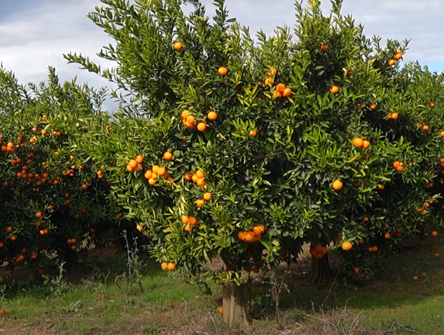 Mandarinat me helme / Bie interesi i blerësve, fermerët përgjysmojnë çmimet