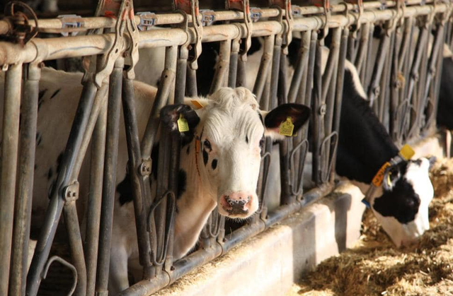 Vrojtimi: 40% e fermave të kafshëve në Shqipëri përdorin antibiotikë