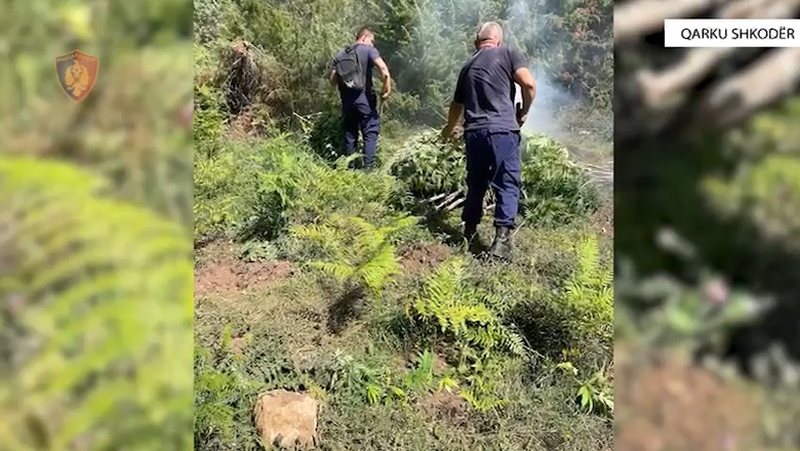 Kultivoi kanabis, arrestohet 34-vjeçari në Shkodër