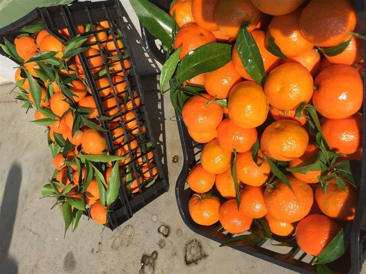 10 tonë mandarinat me pesticide që u kthyen nga Kroacia, u hodhën në tregun shqiptar për konsumim