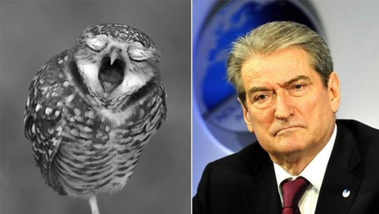 Rama për Berishën: Bufi i kënetës për vite të tëra ka qenë buf i Partisë së Punës