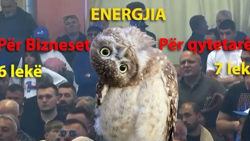 Rama ironizon sërish Berishën me videon e bufit: Allah, s’thotë kot populli t’rujt Zoti ment