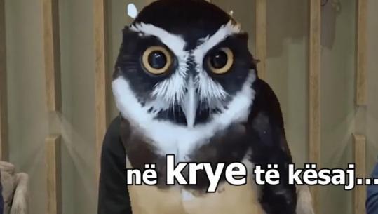 Rama ironi me Berishën pas lajmit në mediat e PD se mund të udhëtonte në SHBA: Mendova se iu hoq damka, por qenka tjetër tallje! Këneta sheh ëndrra madhështore