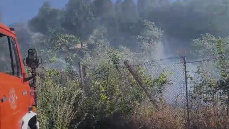 Përfshihet nga flakët pylli me pisha në Darëzezë, 3 vatra zjarri aktive 