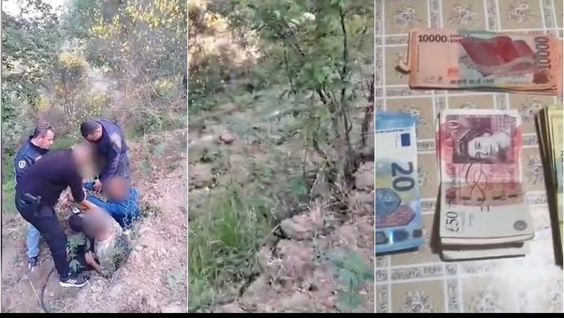 Zbulohet parcela me rreth 2 mijë fidanë kanabis në Mallakastër, arrestohen dy persona! Nën akuzë kryeplaku 