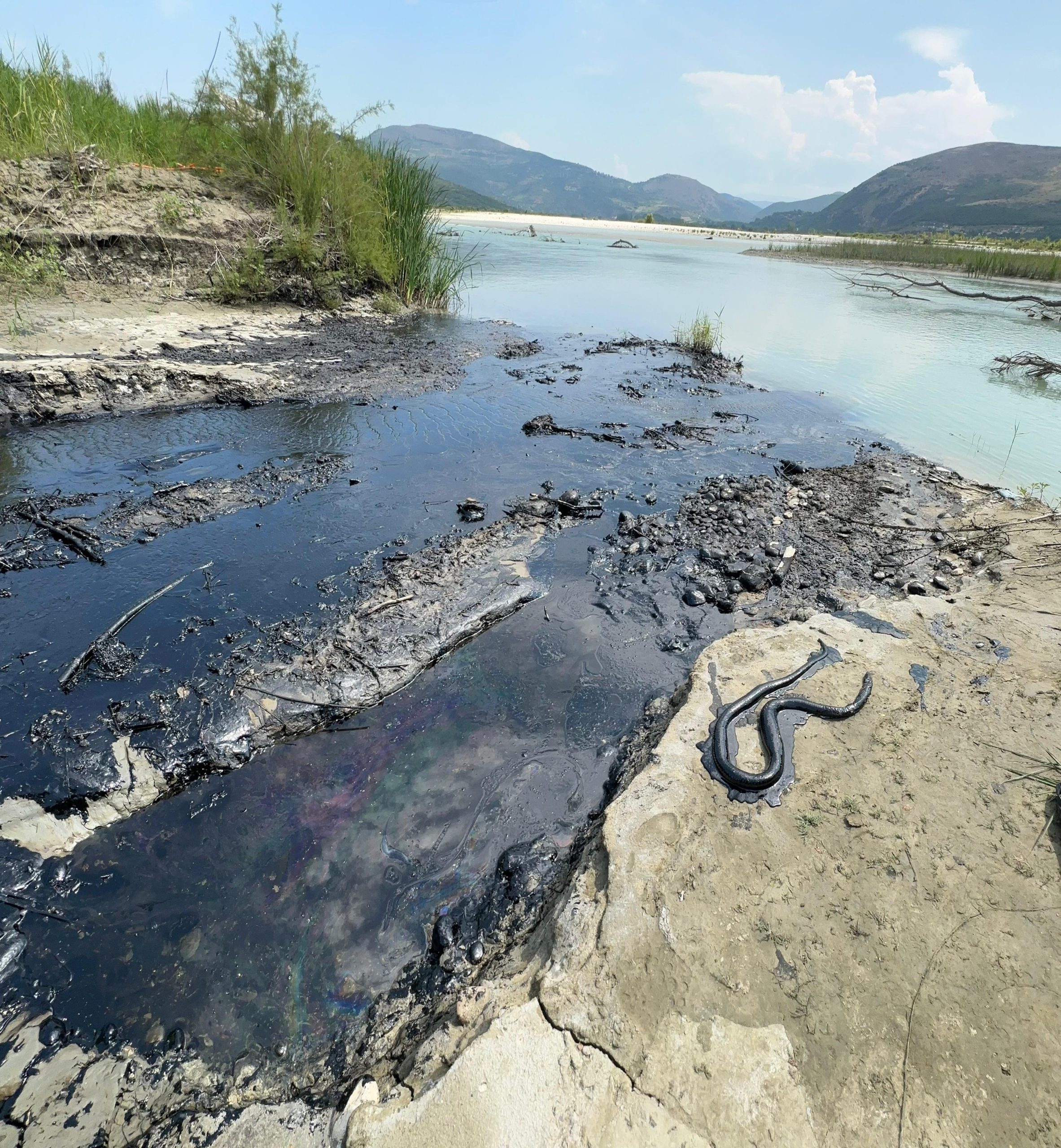 Skandal mjedisor në Parkun Kombëtar të Vjosës, Albpetrol derdh naftë në ‘zemër’ të lumit të fundit të egër të Evropës! Ngordhin gjallesat