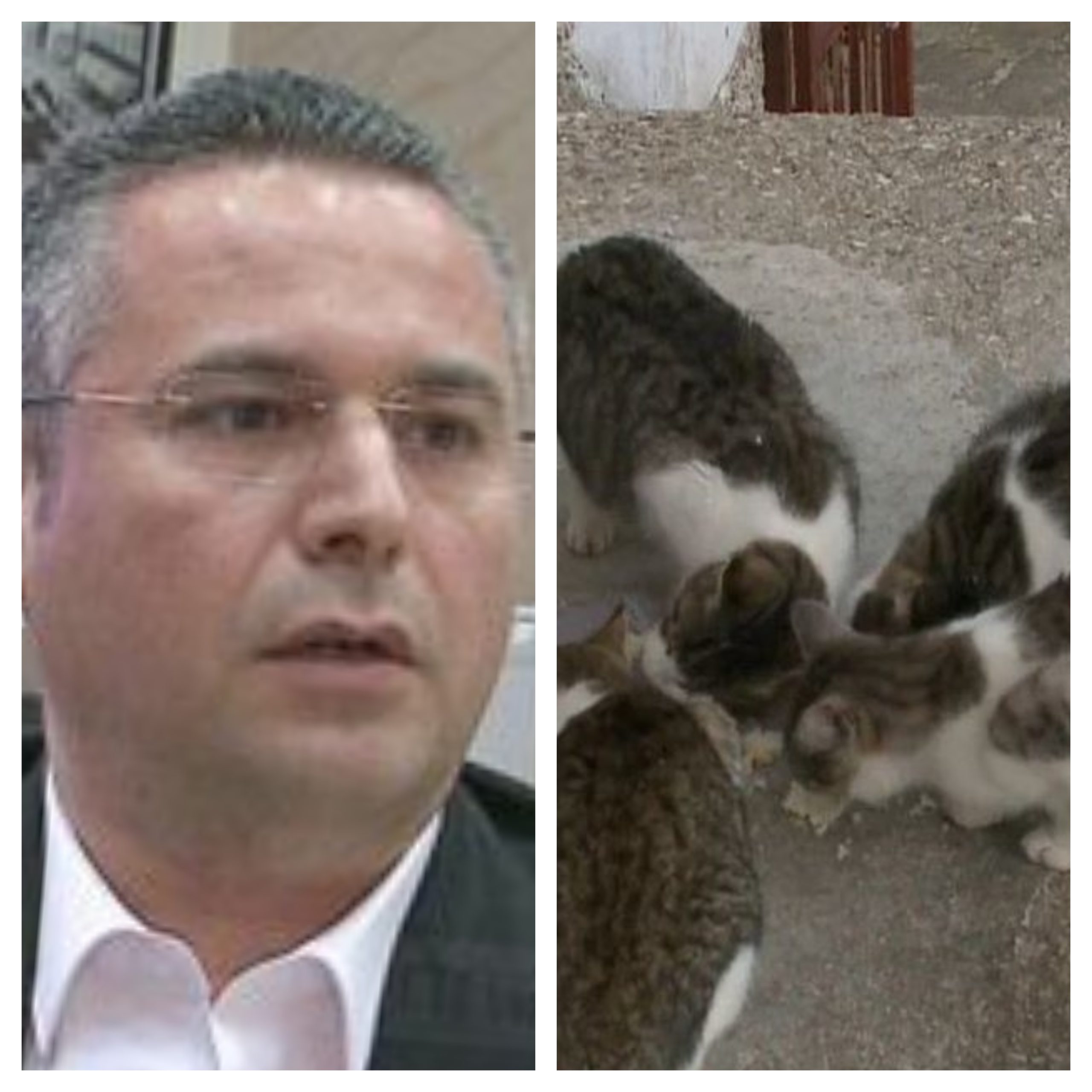 Gjobiti 80-vjeçaren pse ushqen macet, kush është drejtori Arli Naska me 1 milionë euro pasuri