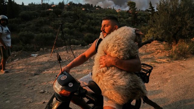 Shqiptari ikonë i zjarreve në Greqi me delen në krah: Kafshët ishin të lidhura, krim!