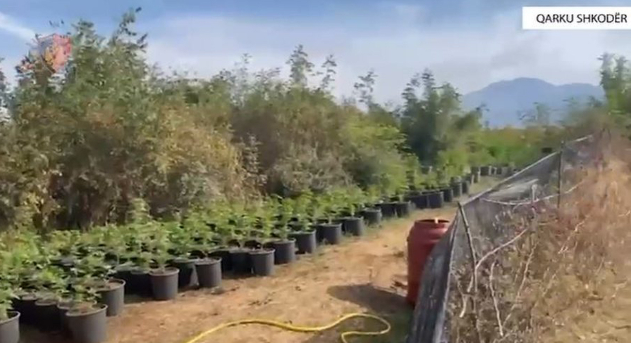 Zbulohen tre plantacione me mbi 7600 bimë kanabisi në Shkodër, arrestohen dy persona