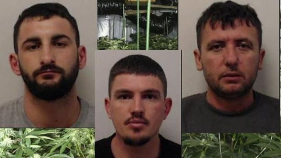 Kultivuan 2 milionë euro kanabis në Skoci, dënohen me rreth 20 vite burg 3 shqiptarët në Britani; zbardhen emrat