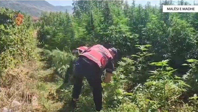 Zbulohen mbi 12 mijë bimë kanabisi në Malësi të Madhe, 14 persona të arrestuar