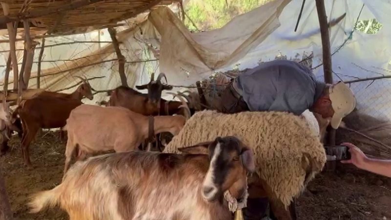 “Ujku i Lushnjës” bën masakër në Karbunarë: Vret më shumë se 40 krerë