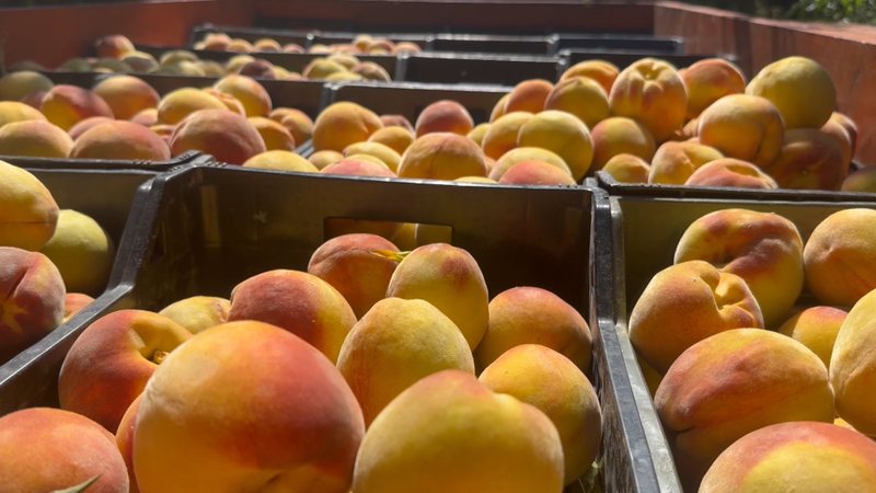 Pjeshkë e importuar nga Greqia me pesticide, AKU: Bizneset të kthejnë produktin nëse e kanë gjendje