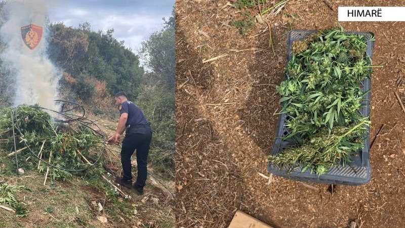 Asgjësohen 302 bimë kanabisi dhe sekuestrohen 121 kg në proces tharjeje në Himarë, shpallen në kërkim dy persona