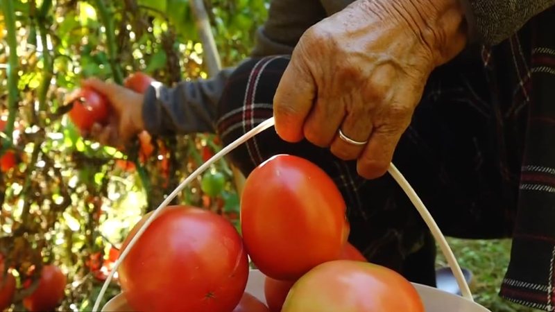 Domatet nuk shiten/ Problem mbetet tregu për fermerët, në Elbasan mungon pika e grumbullimit