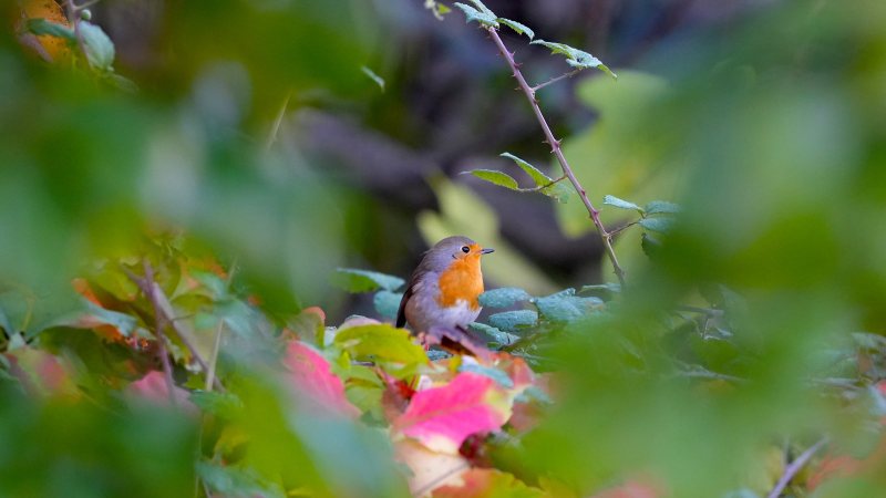 FOTOLAJM/ Rosa mandarine femër fotografohet në ujrat shqiptare