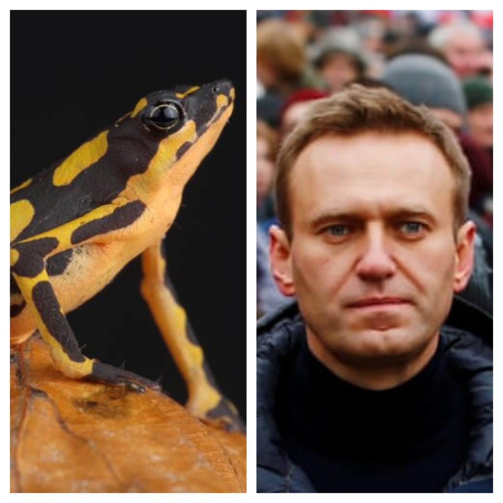 Çfarë është epibatidina, “helmi i bretkosës” që dyshohet se vrau Navalnyn?