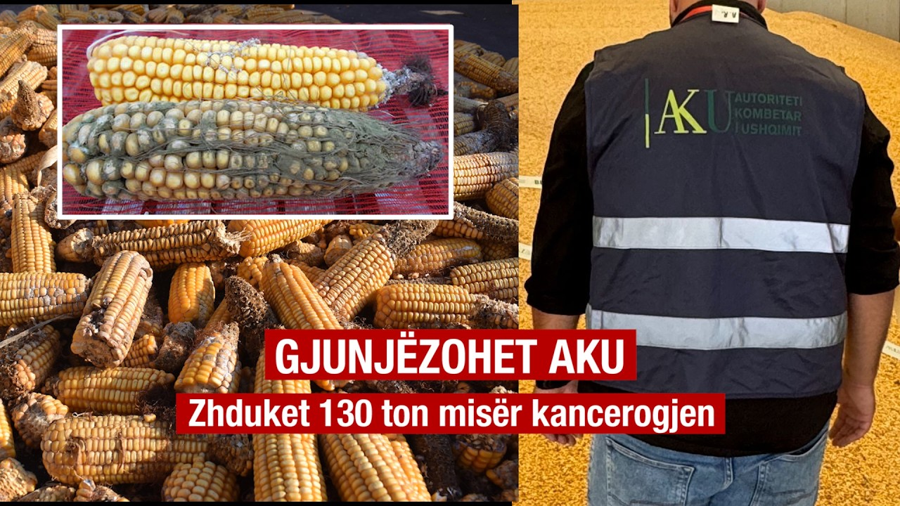 Skandal / 130 ton misër me toksinë kancerogjene zhduket pas bllokimit. “MODI” sh.p.k. “gjunjëzon” AKU