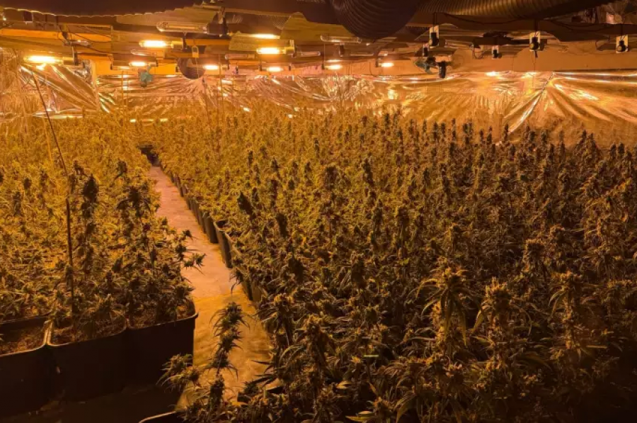U tradhtuan nga koshi i mbeturinave/ Policia gjermane zbulon plantacionin e kanabisit të shqiptarëve