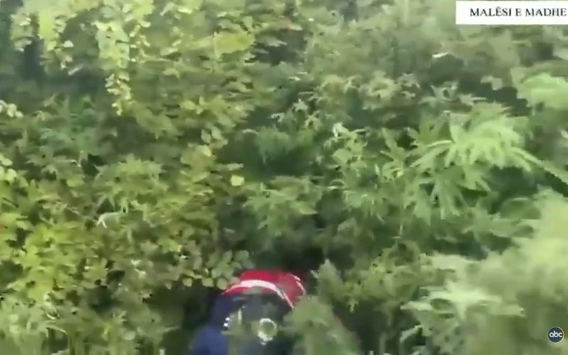 Kultivonin kanabis, pranga dy personave: Malësi e Madhe, asgjësohen 306 bimë