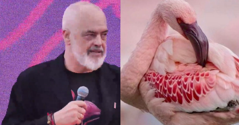 Rama mbush Facebook-un me… Flamingo