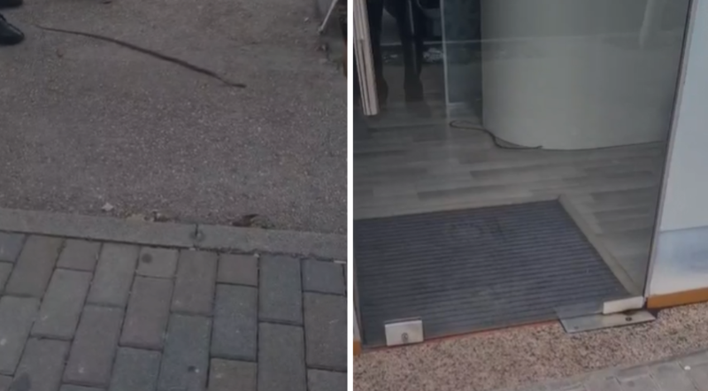 “Boshatiset” njësia e shërbimit në Fier, gjarpri futet në ambientet e brendshme dhe tmerron punonjësit